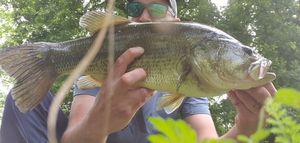 Largemouth Bass