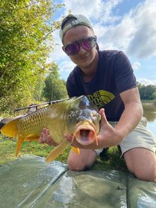 Common Carp
