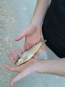 Brown Trout
