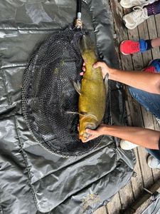Tench