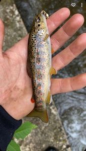 Brown Trout