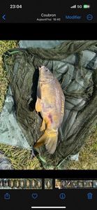 Mirror Carp