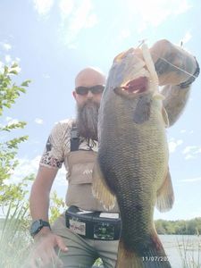 Largemouth Bass