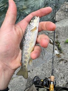 Brown Trout