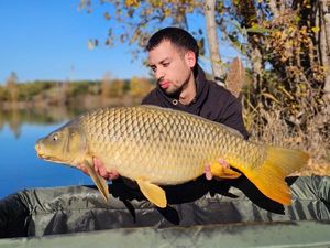 Common Carp