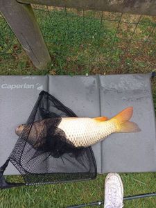 Common Carp