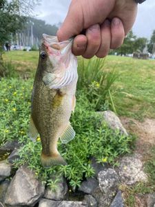 Largemouth Bass