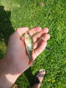 European Perch
