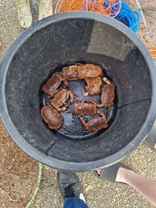 Brown Crab