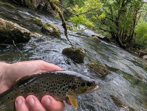 Brown Trout