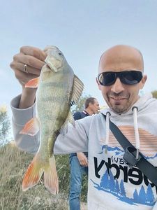 European Perch