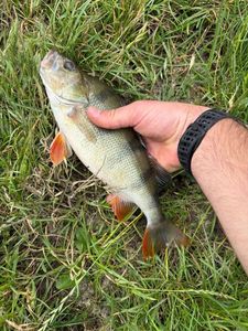 European Perch