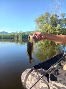 Largemouth Bass