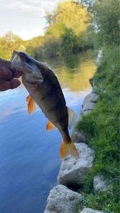 European Perch