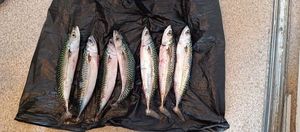 Mackerel