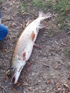 Northern Pike