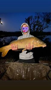 Common Carp