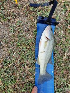 Largemouth Bass