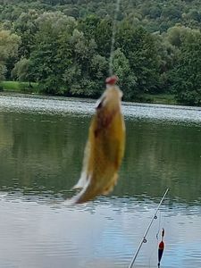 Green Sunfish