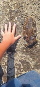 Common Cuttlefish