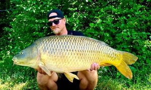 Common Carp