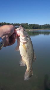 Smallmouth Bass