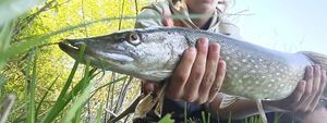 Northern Pike