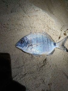 Black Seabream