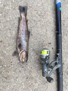 Brown Trout