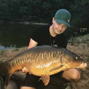 Mirror Carp
