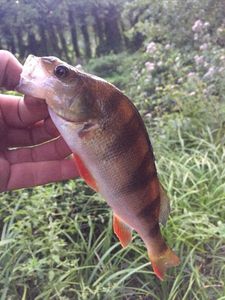 European Perch