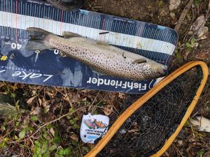Brown Trout
