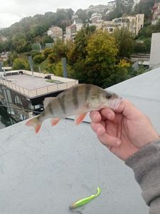 European Perch