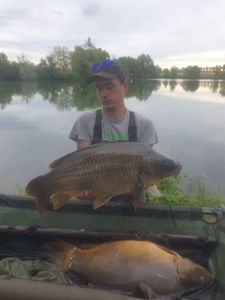 Common Carp