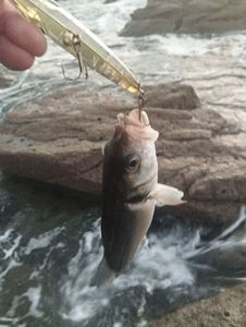 European Bass (Seabass)