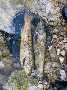 Brown Trout