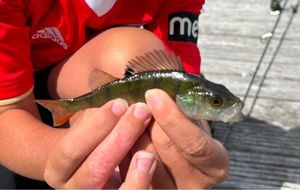 Creole Perch