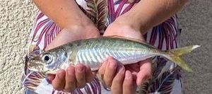 Cape Horse Mackerel