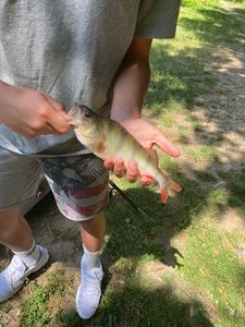 European Perch