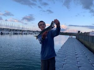Mackerel