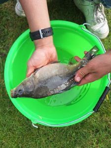 Mirror Carp