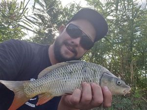 Common Carp