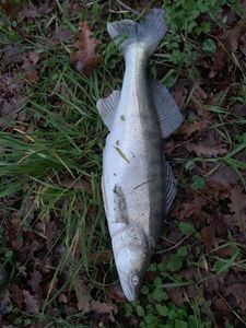 Zander