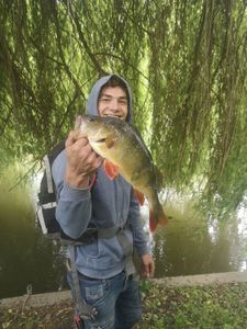 European Perch