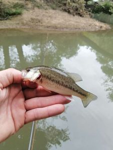 Largemouth Bass