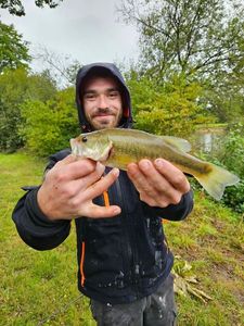 Smallmouth Bass