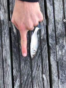 European Bass (Seabass)