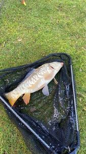 Leather Carp
