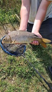 Common Carp