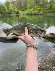 Largemouth Bass